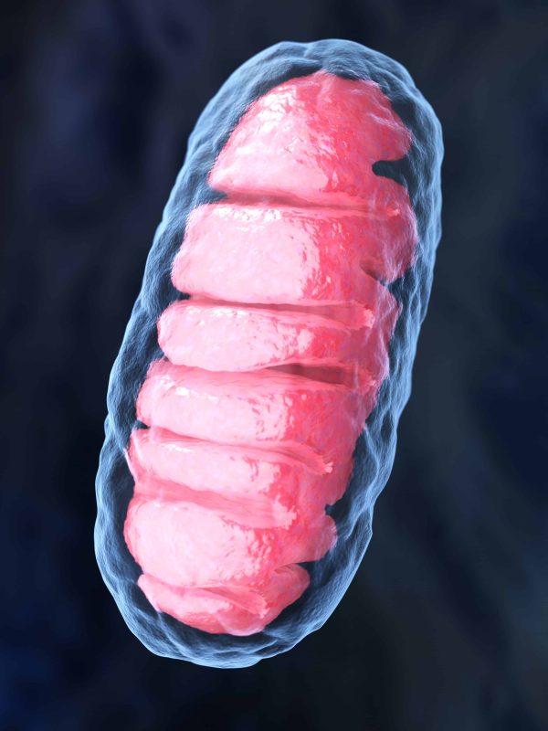 Mitochondrion is a double membrane-bound organelle found in all eukaryotic organisms. 3D illustration